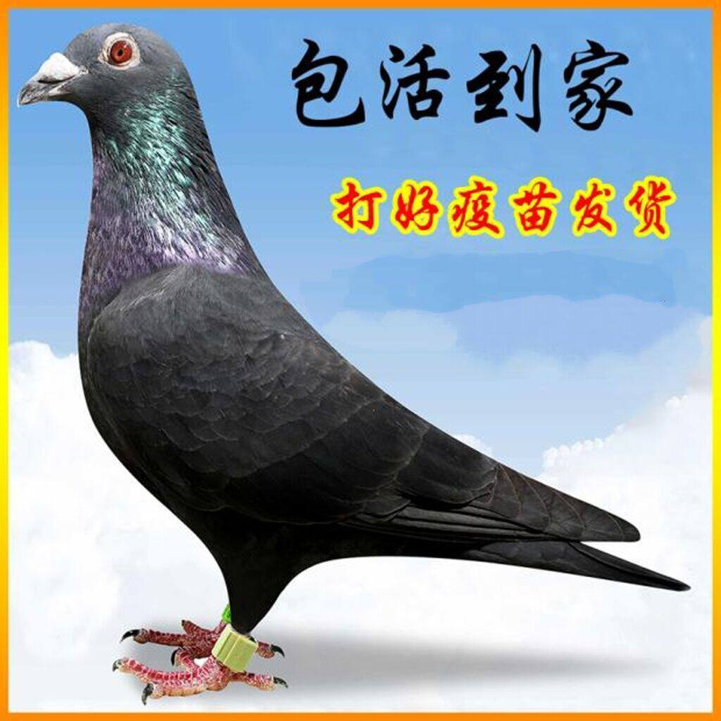 鸽子种鸽活体血统高飞观赏青年信鸽活物赛鸽鸟
