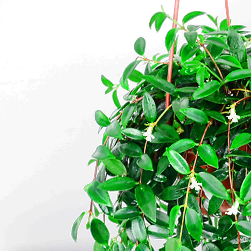 吉祥果吊兰口红红花室内长藤垂吊植物常春藤悬挂时令草本花卉