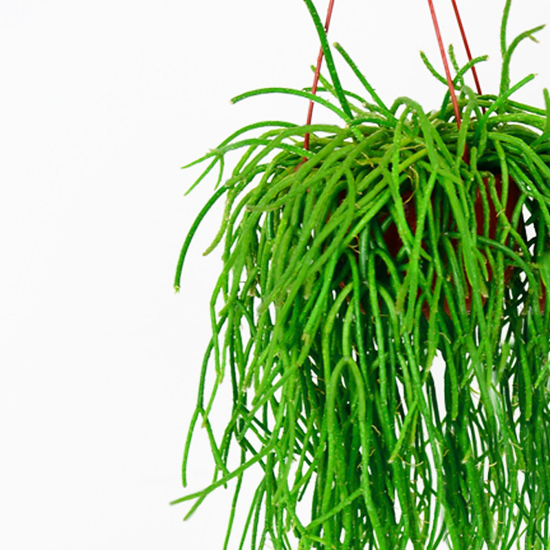 丝苇珊瑚室内长藤垂吊植物长茎仙人掌吊兰耐阴绿植