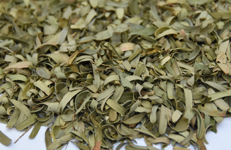 枕头油柑枕芯叶枕芯叶油甘子叶牛甘茶牛果叶叶牛甘枕头