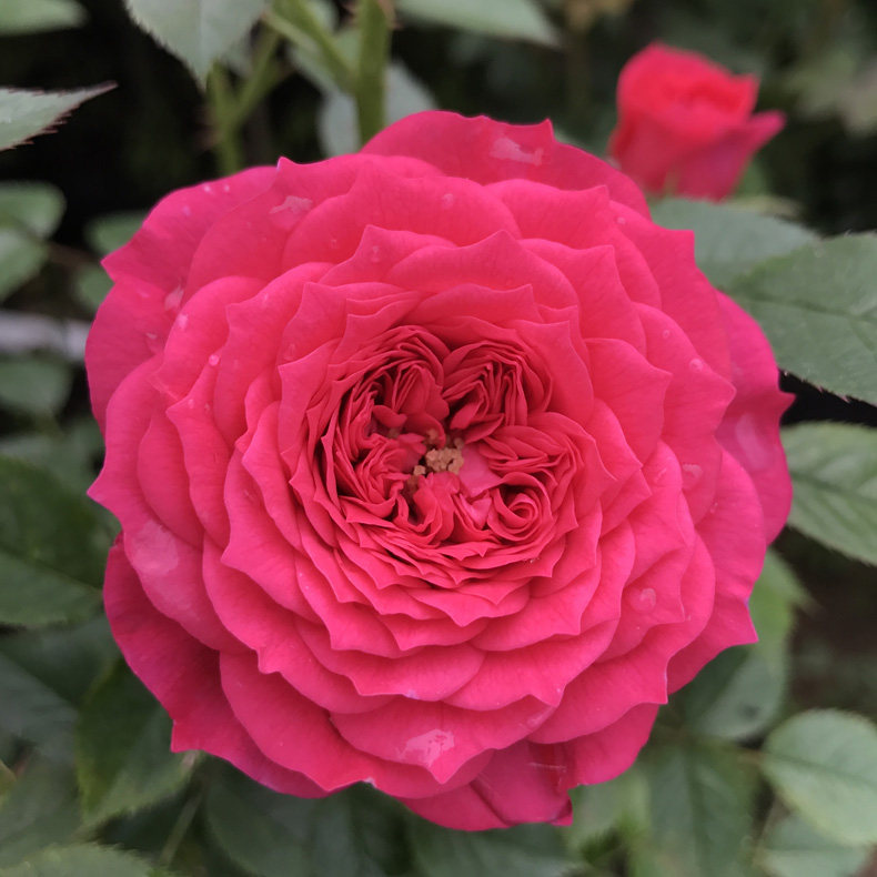花苗庭院榴花秋舞阳台露台多季开花植物玫瑰时令草本花卉