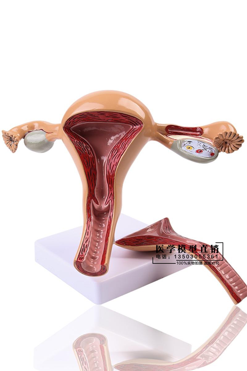 生殖人体子宫卵巢阴道女性内外生殖器器官模型其他模型玩具