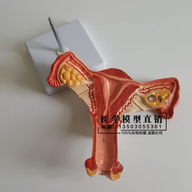 女性子宫 实物图片