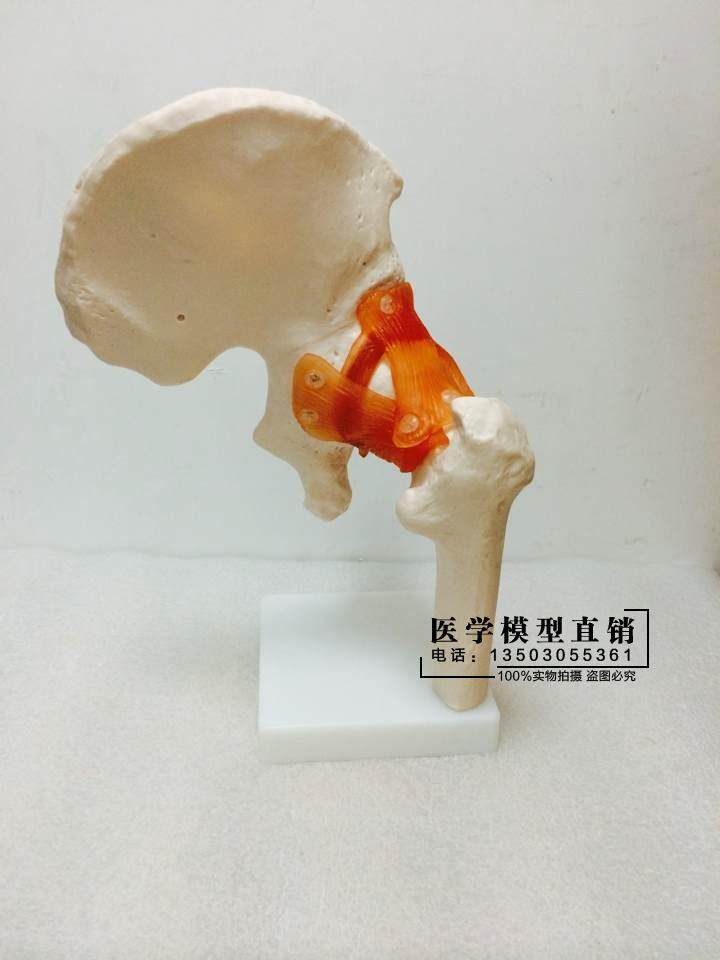 人体关节模型正品骨骼运动骨科疼痛其他模型玩具