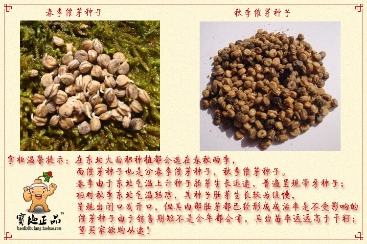 人参种子红参白参催芽籽野人参山参新品上市甩卖开口籽鲜种子新货