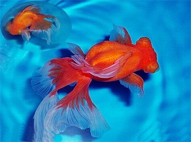 金鱼凤尾观赏鱼龙睛蝶尾大长尾巴凤高冷水鱼活体鱼