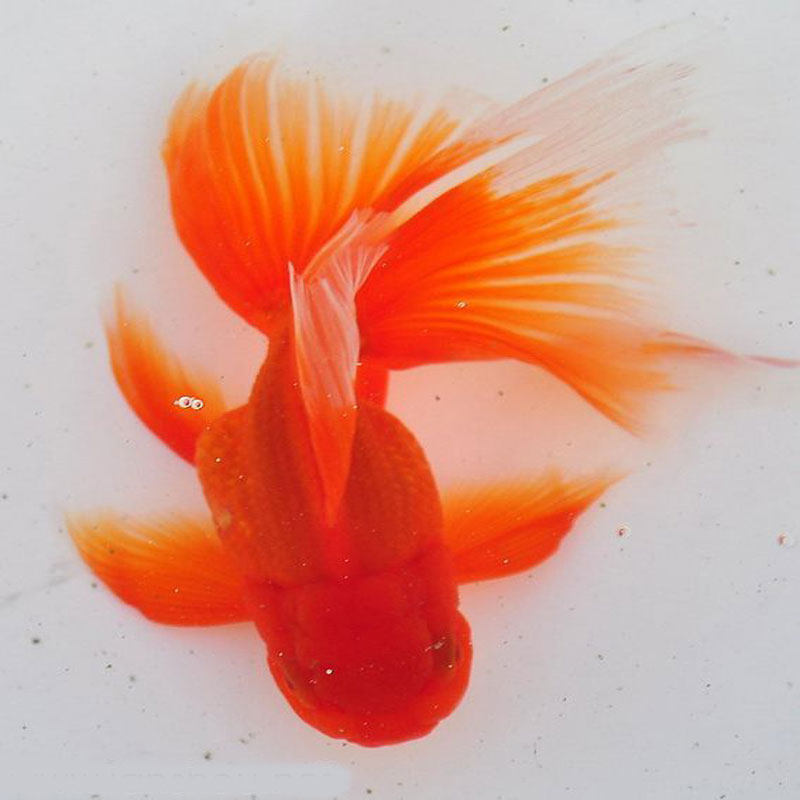 金鱼观赏活体精品红白高大尾碟尾冷水鱼风水招财鱼