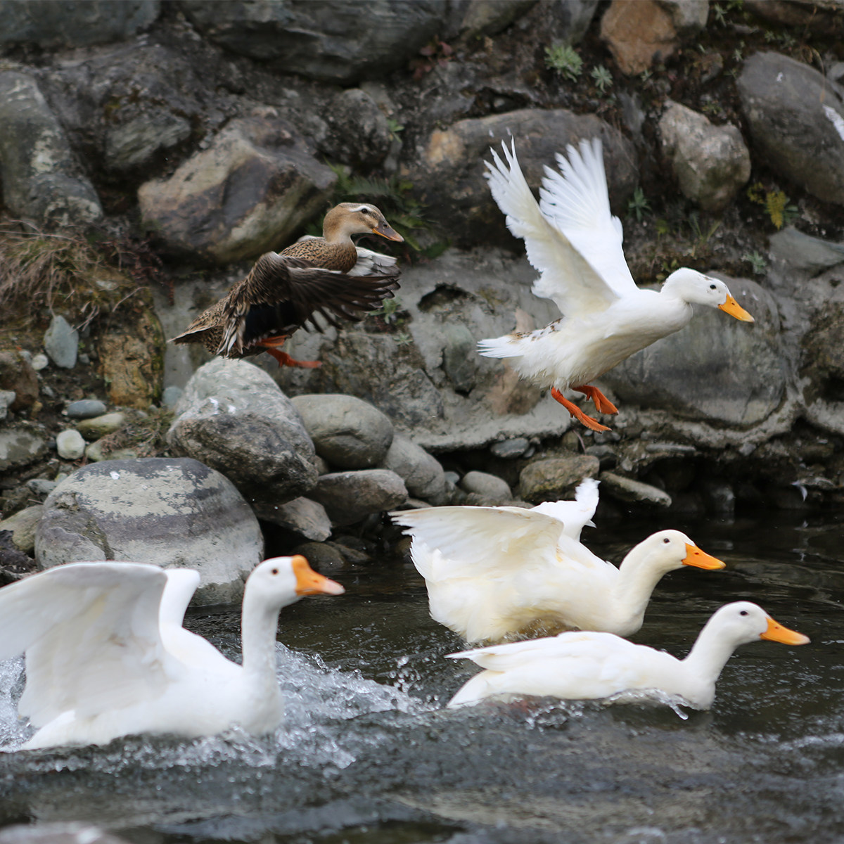 老鸭土鸭江南农村河水农家散养麻鸭新鲜现抓鸭肉