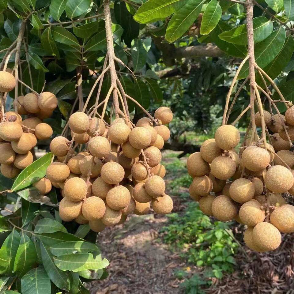 龙眼新鲜特大现摘时令当季水果广东高州桂圆龙眼