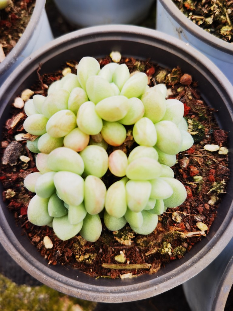 泡泡糖9cm非正正群多肉植物多肉植物