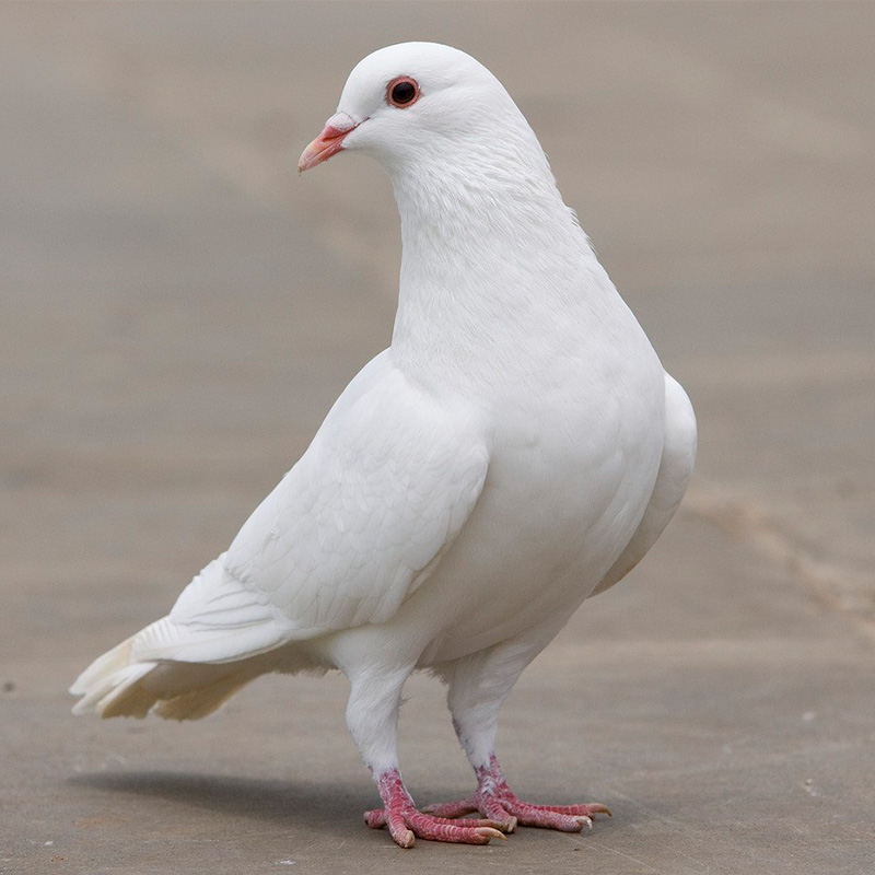 恒合居乳鸽肉鸽 鸽子新鲜鸽肉 农村农家土鸽子现宰 顺丰包邮 3只