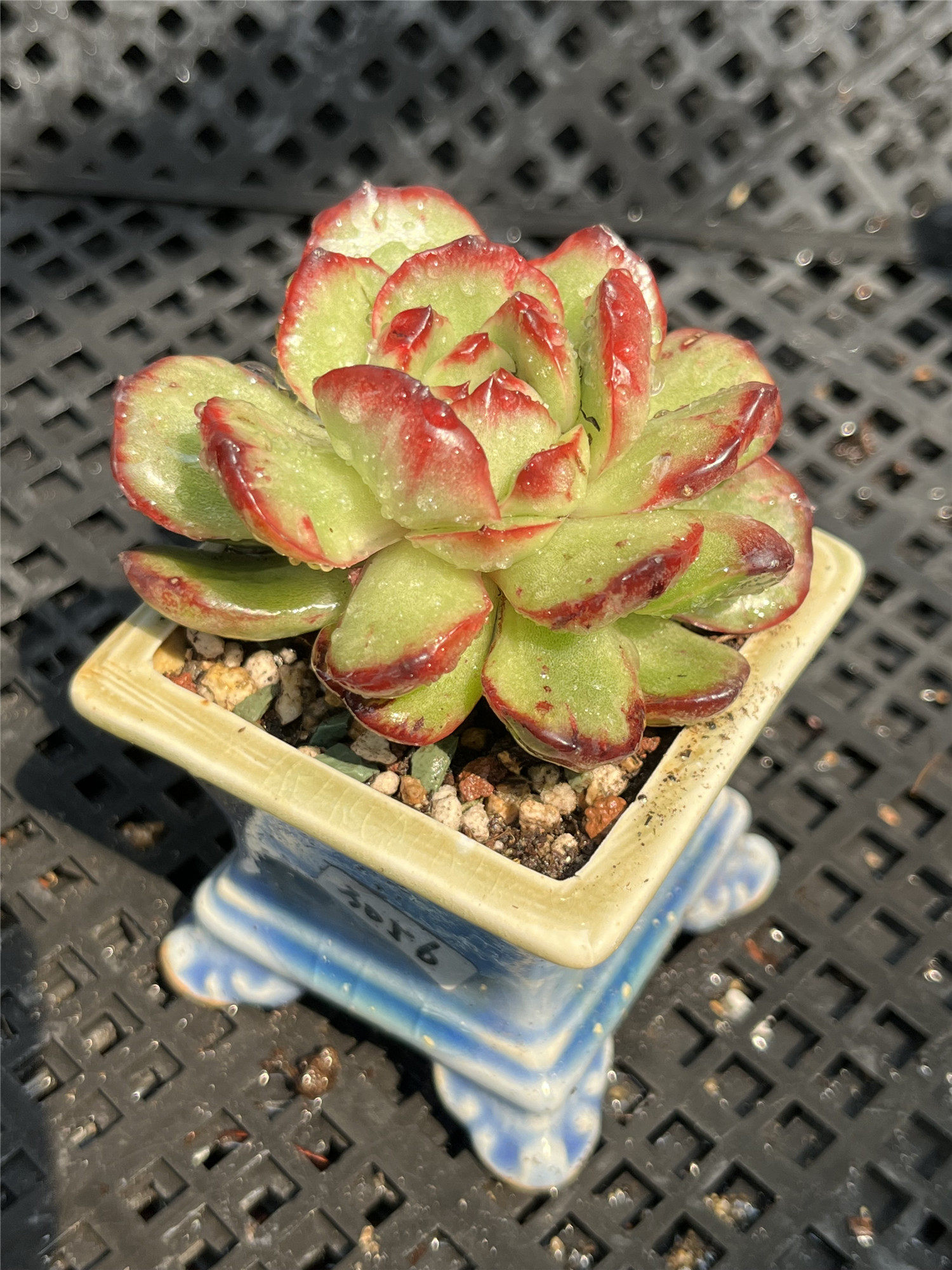 万宝龙锦多植物韩国精品新品精控一物一拍多肉植物