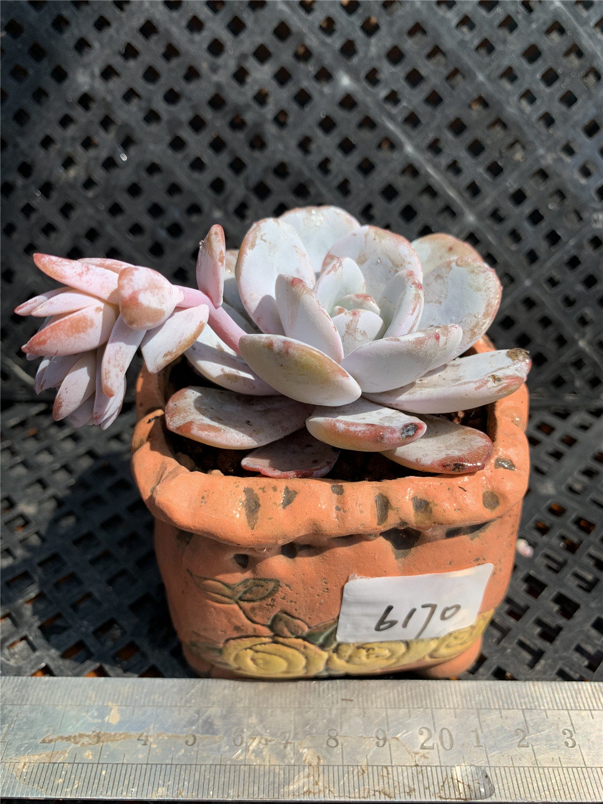 雪莲超大双头多头缀化多肉植物养老12cm以上多肉植物