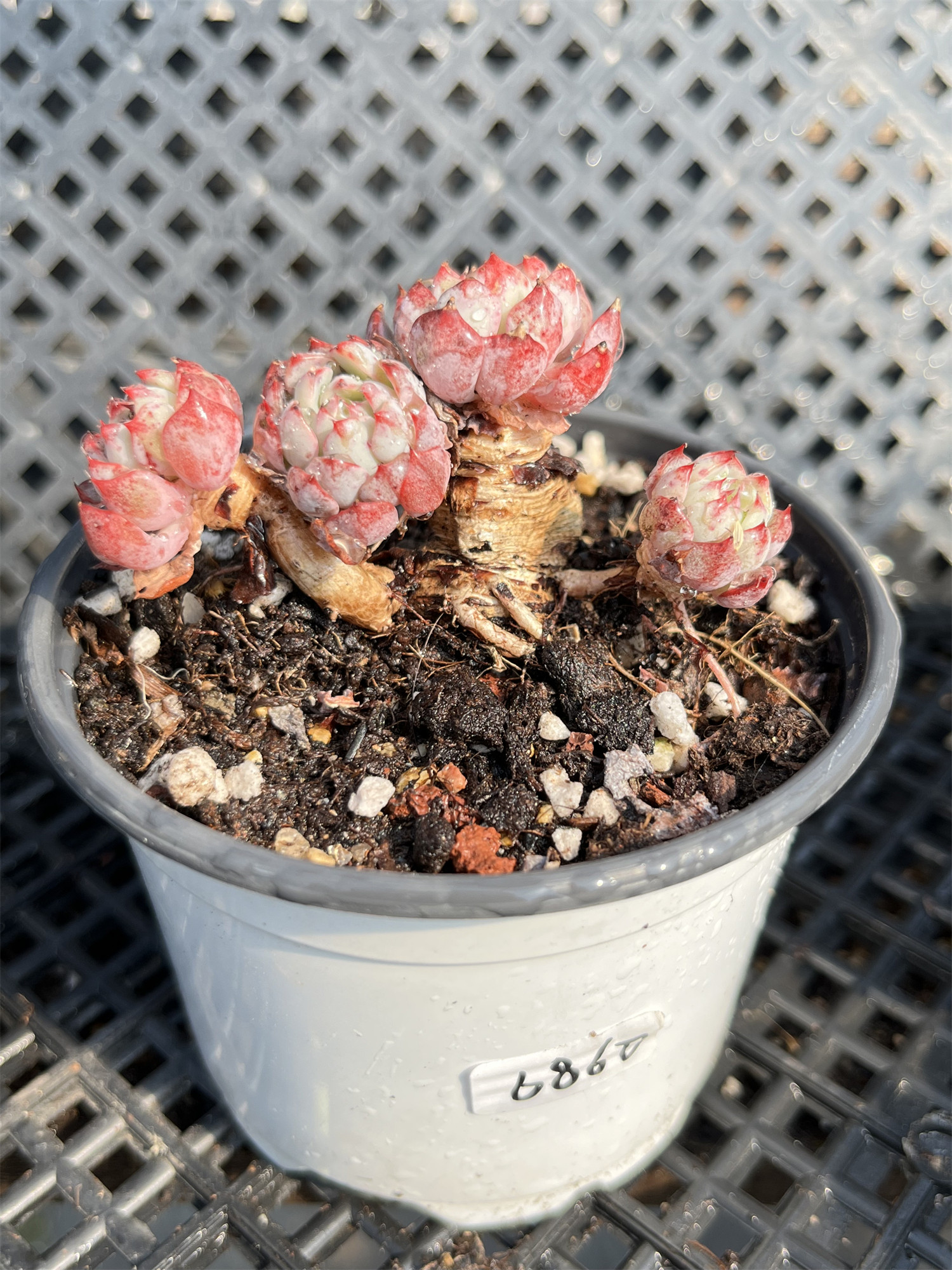 爱思诺爱斯诺恩西诺捧花多肉植物控养粗桩小老桩多肉植物