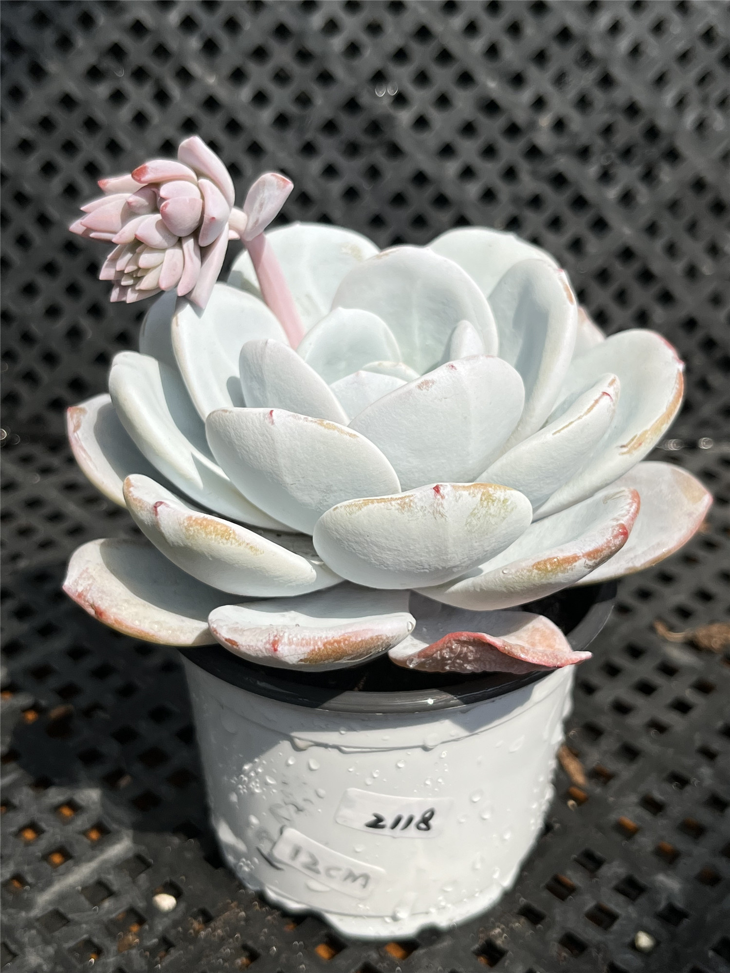 雪莲超大双头多头缀化多肉植物养老12cm以上多肉植物