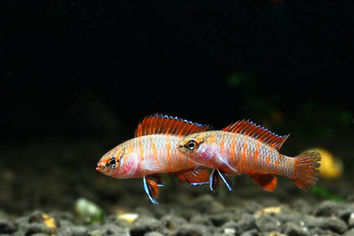 变色变色龙龙鱼火焰草缸热带观赏鱼活体梦幻鱼草鱼