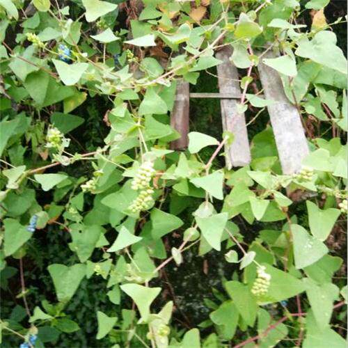 四川川野长扛板归全草猫爪刺藤犁头三角盐酸其他药食同源食品