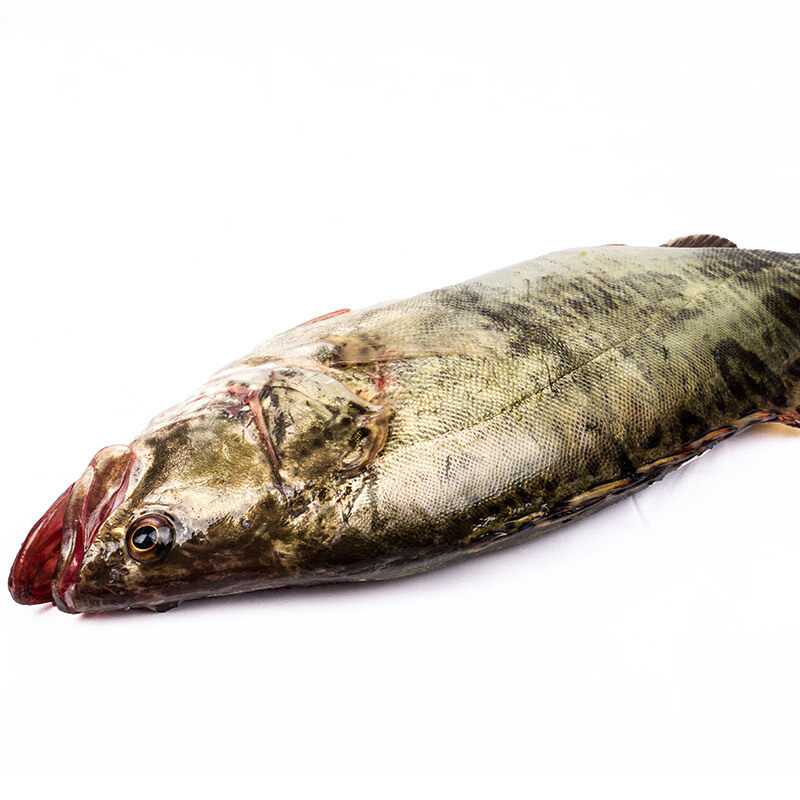 沱湖野生鲜活现杀冰鲜桂鱼鳜鱼鳌花鱼季花鱼净膛1斤-2斤真空包装