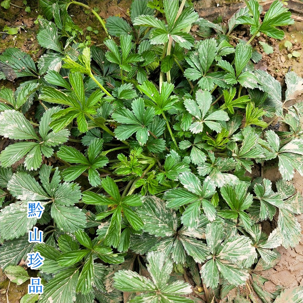 贵州草药五匹五星草蛇含草五爪龙五叶新鲜现挖其他药食同源食品