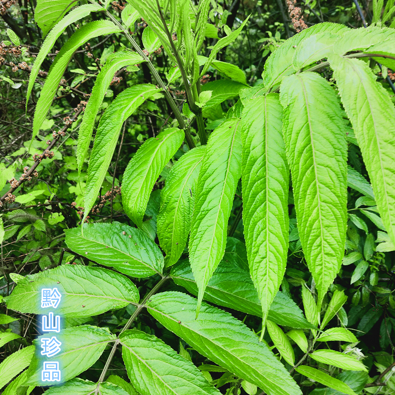 贵州大山草药接骨草臭草走马风八棱麻中药材新鲜陆英整棵全草带根