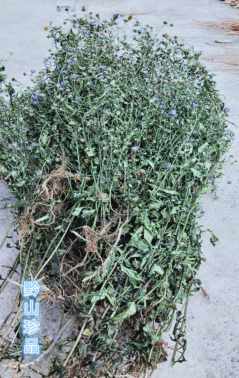 马兰新鲜中草药现摘百草全草晒干紫菊阶前500g其他药食同源食品