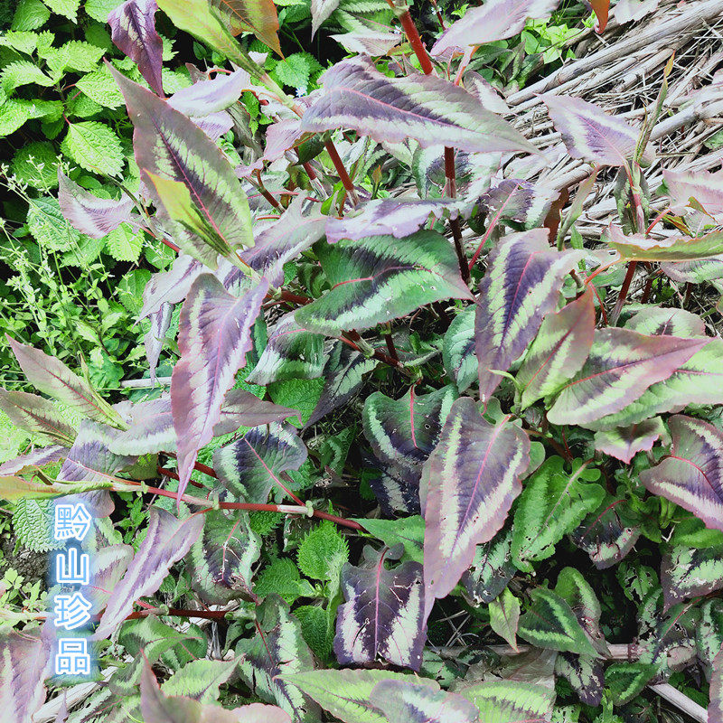 赤胫贵州草药散花蝴蝶蝴蝶花花脸荞散血连竭力其他药食同源食品