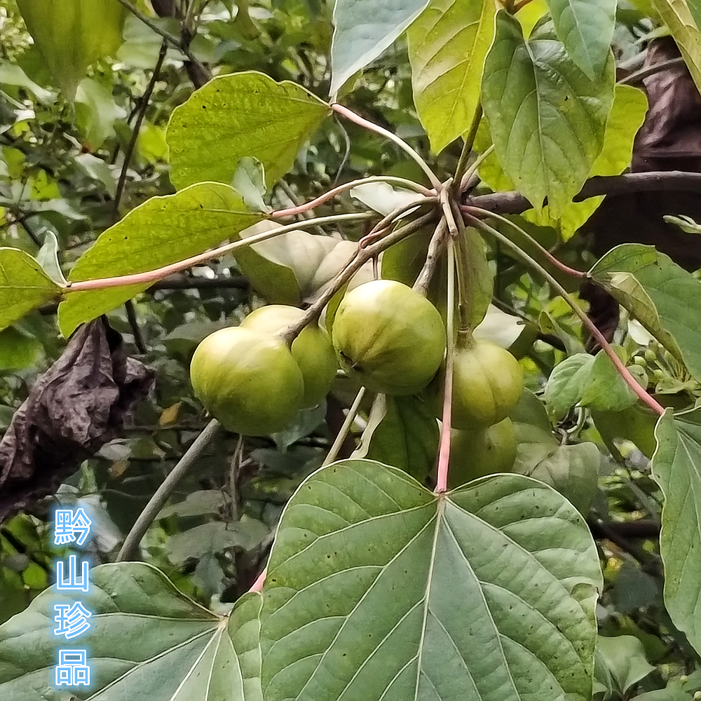 桐子桐油自然生长中药材贵州山桐果野生现摘新鲜其他药食同源食品