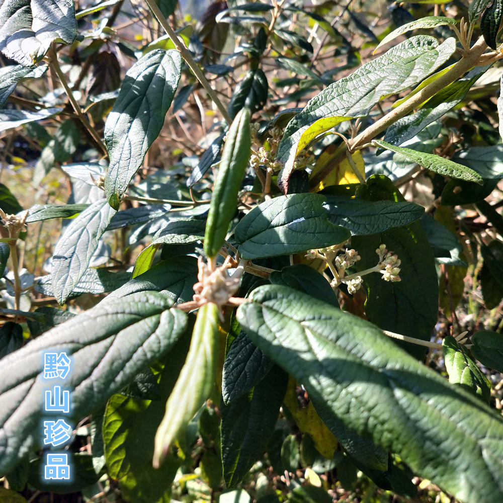 贵州羊屎条羊舌条羊奶根羊灰猫条饭团牛屎新鲜汉条根绿植