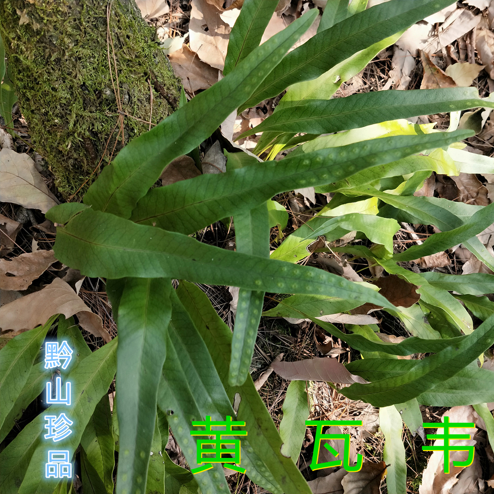 黄瓦韦韦石现发现采新鲜七星大石大瓦鸡尾金鸡尾其他药食同源食品