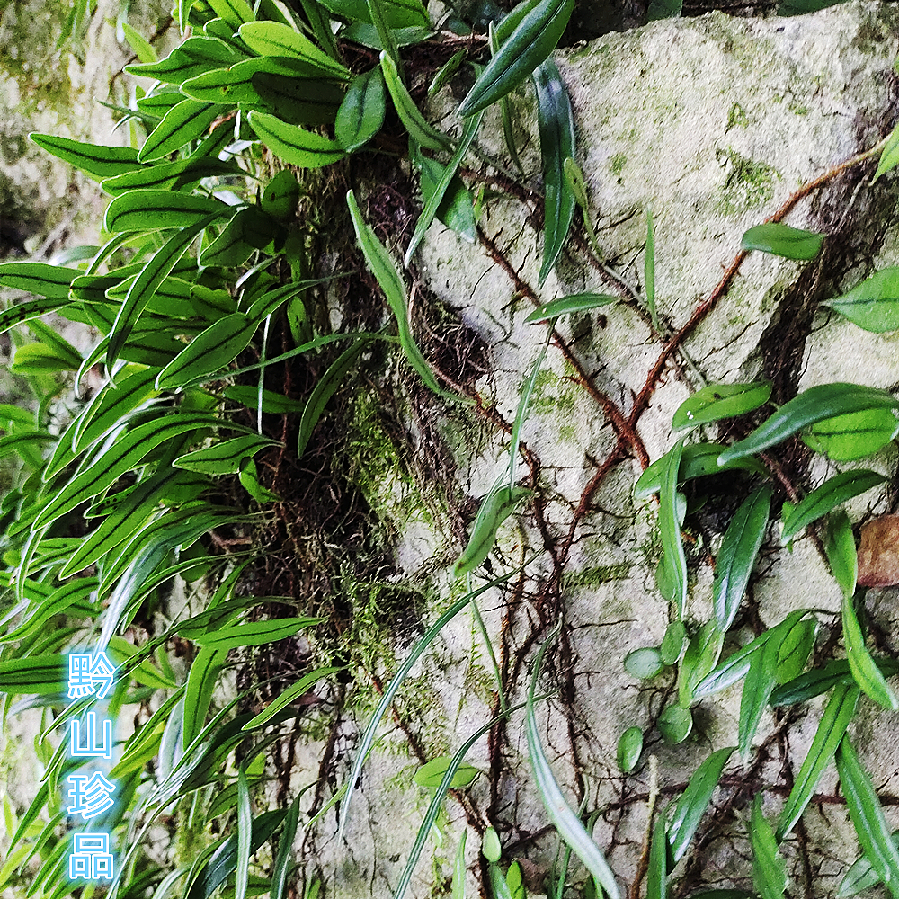 瓜子贵州草药深山抱石莲抱树莲金石金星菜瓜其他药食同源食品