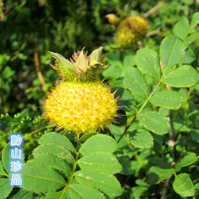 贵州刺梨根刺藜根泡酒泡水中中药材新鲜野刺梨根其他药食同源食品
