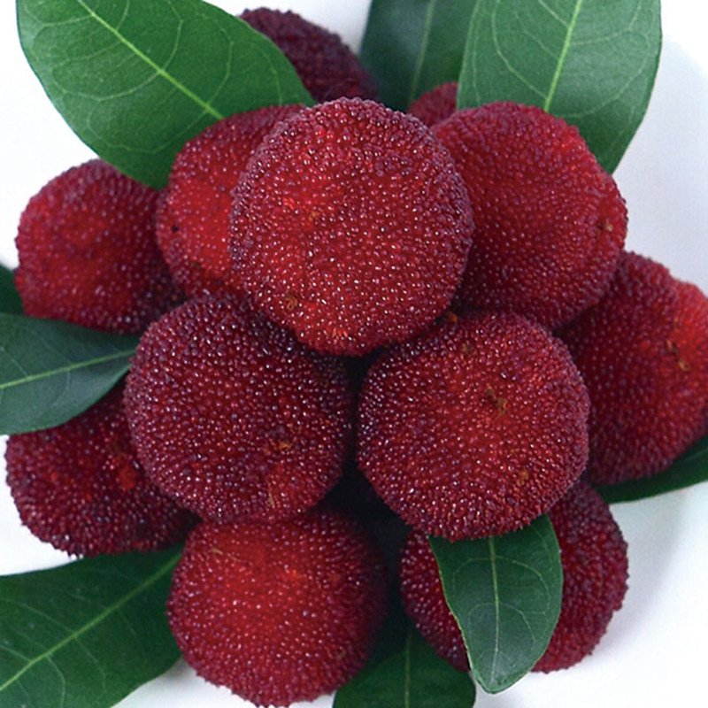 云南杨梅200g-250g杨梅