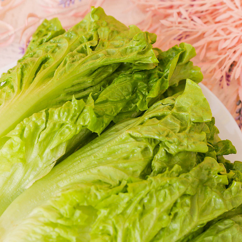 每日云南生菜300g叶菜类