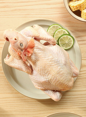 【气调锁鲜】温氏天露冰鲜清远麻鸡