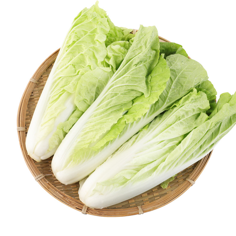 无公害普通白菜天津400g蔬菜叶菜类
