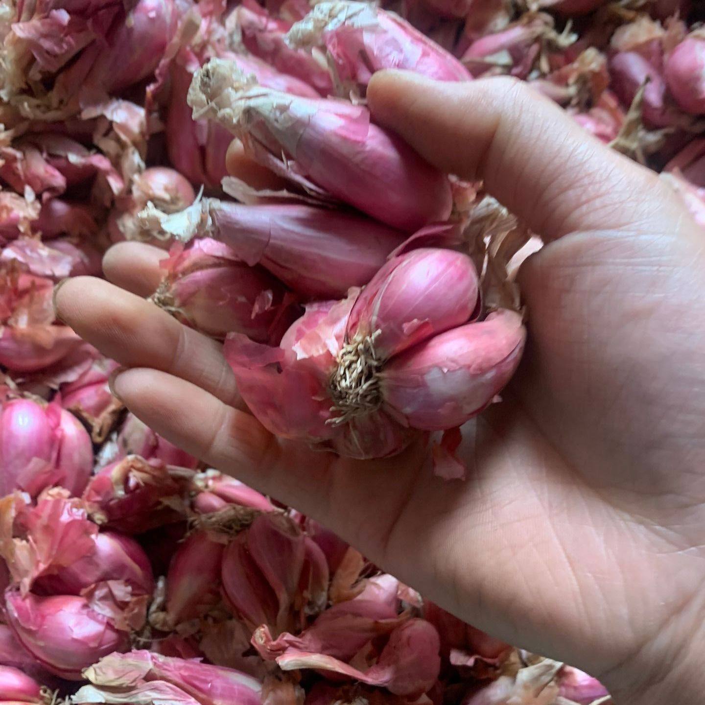 葱头四川新鲜红葱头5斤商用食用广东小葱种火葱类