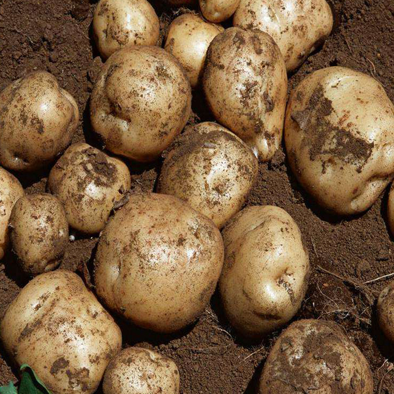 山西岚县黄皮土豆农家旱地洋芋黄心糯面粉香大土豆