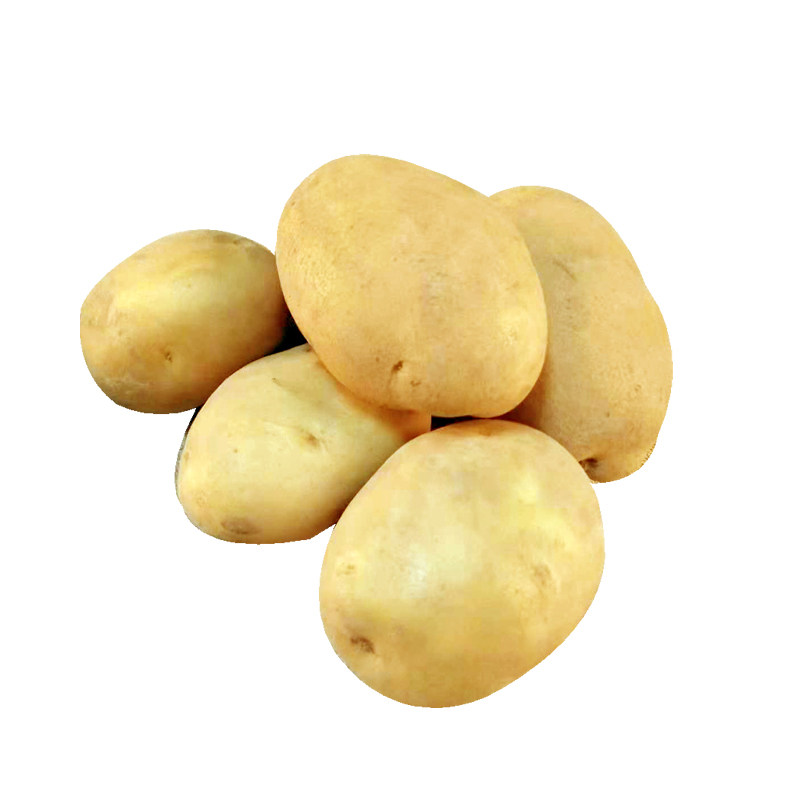 山西岚县黄皮土豆农家旱地洋芋黄心糯面粉香大土豆