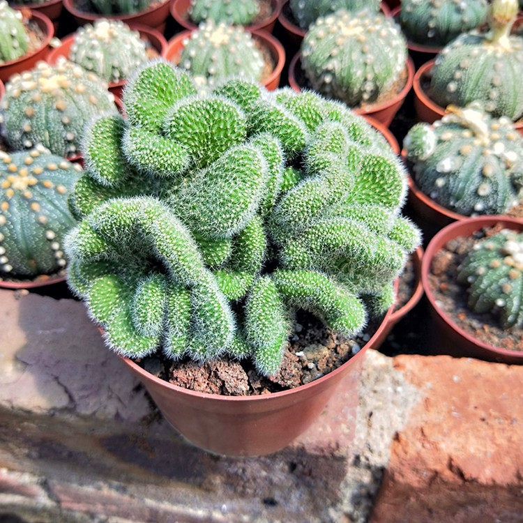 白檀缀化也称日月缀化 稀又名贵品种办公室防辐射仙人掌盆栽