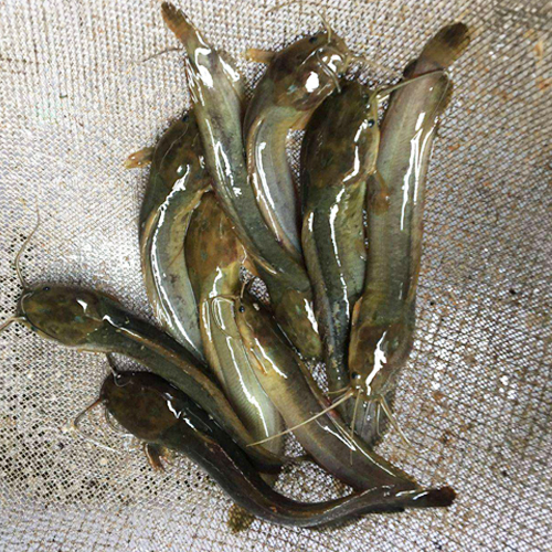 鱼苗本地塘鲺胡子鲶鱼塘角土塘塘虱活体观赏鱼