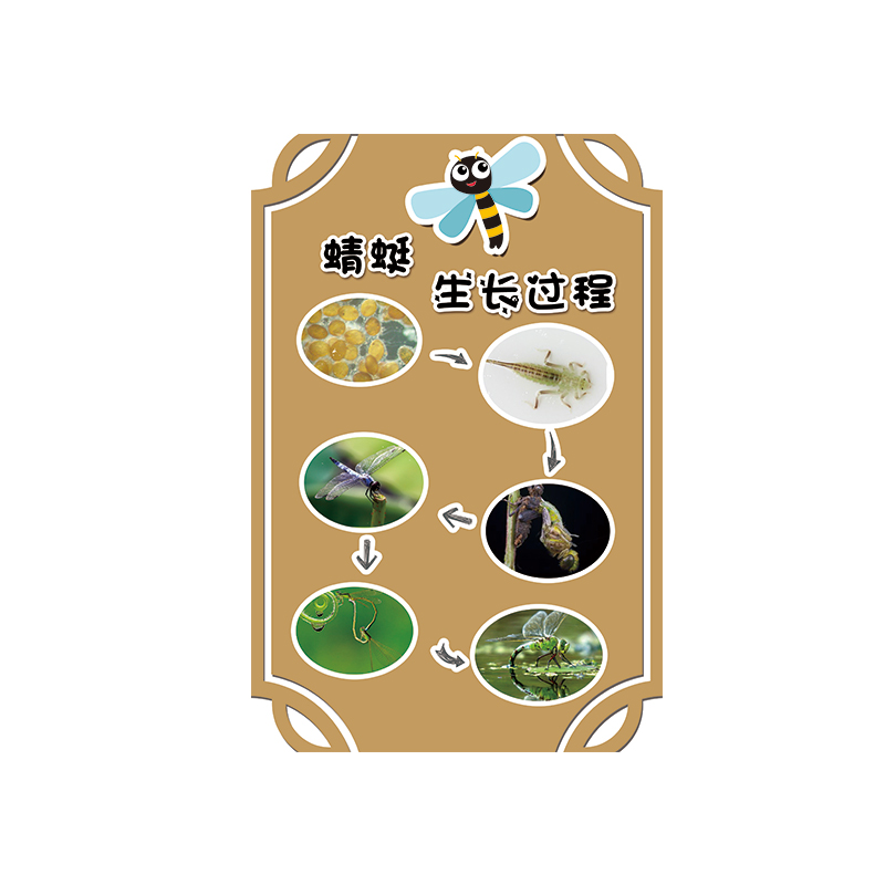 幼儿园科学探区活动昆虫生长过程主题蝴蝶生命墙贴
