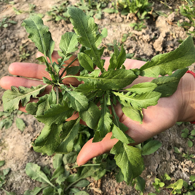 顺丰包邮苏北农村现挖荠荠菜地菜野生荠菜野菜馄饨饺子