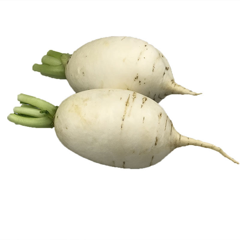 萝卜晓玲农场苏北农村新鲜现挖小白白萝卜腌制萝卜