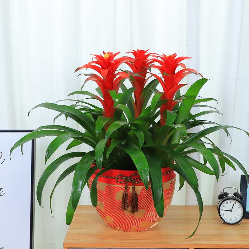 红星凤梨盆栽吉利红星植物鸿运当头丹尼斯室内办公客厅乔迁送贺礼