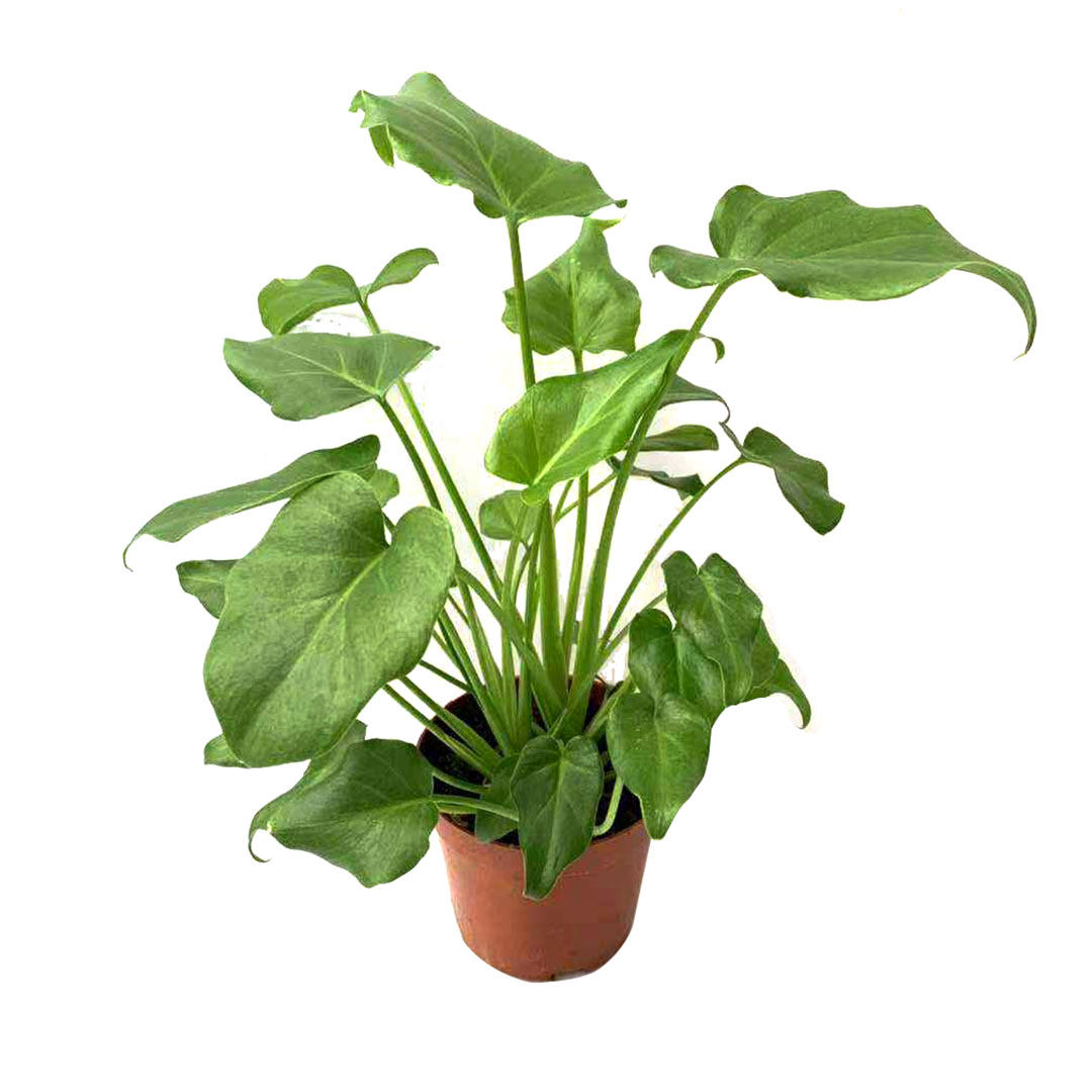 小天使书房观花卉北欧叶北欧桌面植物办公桌办公室内绿植