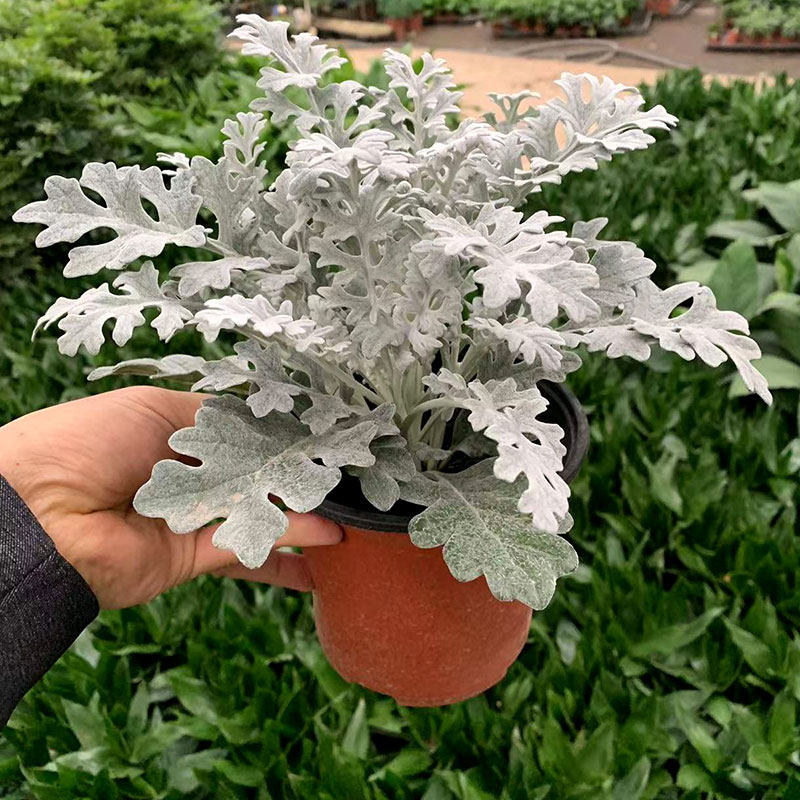 银叶庭院花卉叶花卉植物观趣味耐寒阳台叶菊客厅绿植