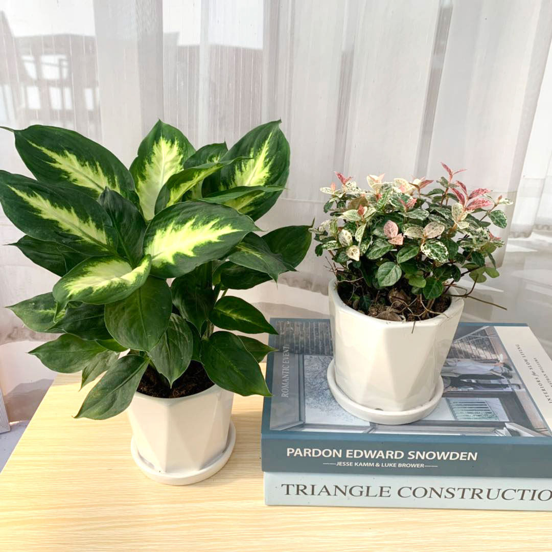盆栽万年青前台花卉甲醛客厅植物办公室内叶植物时令草本花卉