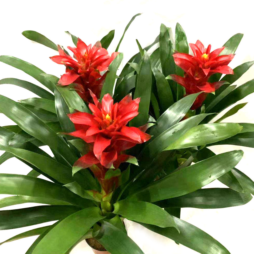 红星盆栽红黄星喜庆大植物室内客厅桌面喜庆时令草本花卉