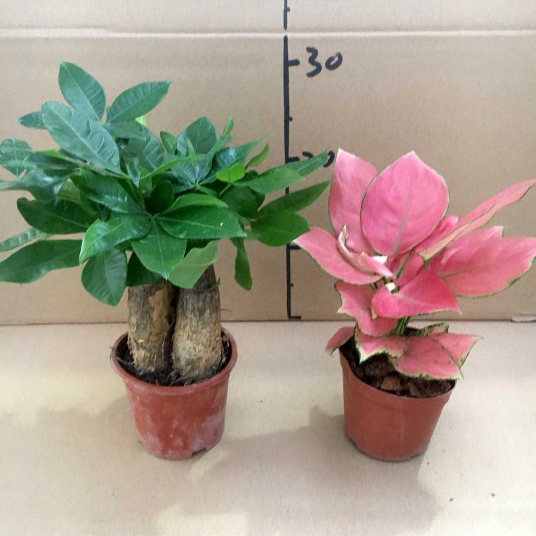 贵夫人盆栽吉利满堂红吉祥如意万年青皇后室内小型观叶粗肋草植物