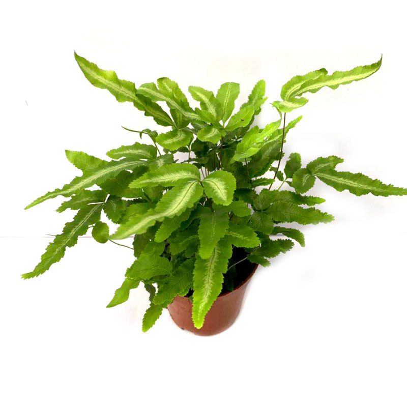 阿波盆栽凤尾室内耐阴植物办公浴室雨林缸吸绿植